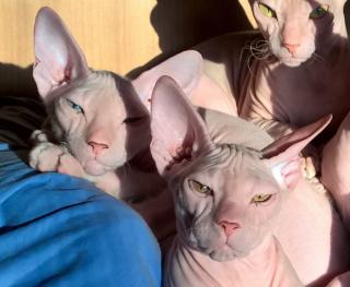 Kanadische Sphynx entwurmt geimpft gesund munter