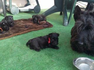 Bildschöne Scottish Terrier Welpen aus VDH / KfT
