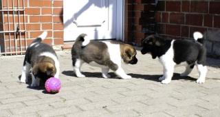 Wunderschöne Akita Inu Welpen mit FCI