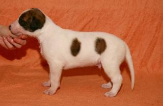 Magyar Agar, ungarischer Windhund, Welpen, hungarian Greyhound