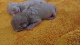 BKH Kitten männlich