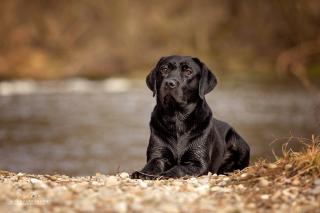 Labrador aus Duallinie deckt vereinsfrei