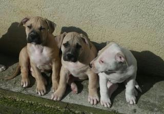 Top xxl American Pitbull Terrier Blue-Line Welpen