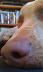 Hundetraining - Problemhundetraining