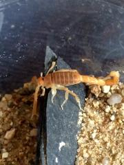 1. 0 Parabuthus capensis Instar 4