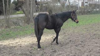 Top Quarter Horse