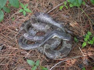 SUCHE Pantherophis o. spiloides Graue Erdnatter