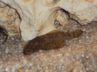 Braune Ancistrus Saugwelse abzugeben