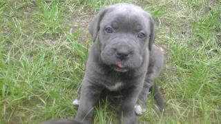 Dogo Canario / Cane Corso Welpen