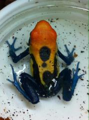 Dendrobates tinctorius Brasilianer Nachzuchten
