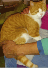 Kater rot/weiß vermisst