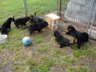 Wir haben Rottweiler Welpen mit ADRK Papieren