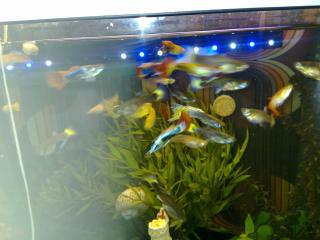 Verschiedene Guppys 2St. -1Euro Jungtiere