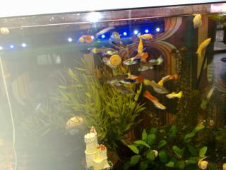 Schöne Guppys Jungtiere 3St. -1Euro