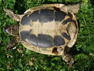 Griechische Landschildkröten Jg. 2021