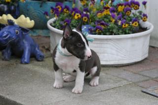 Miniatur Bullterrier Welpen