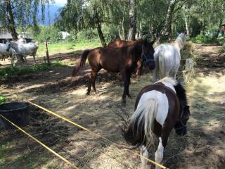 15 monate alte warmblut mix mit kladruber