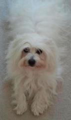 Wir erwarten Coton de Tulear Welpen