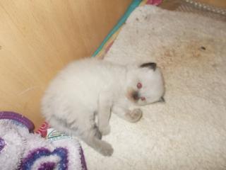 Heilige Birma Kitten