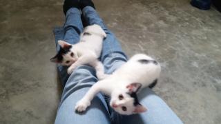 2 kleine Katzen suchen ein Zuhause