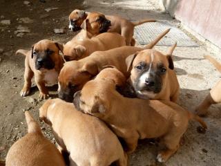 Süsse American Staffordshire Terrier