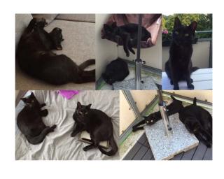 Zwei Katzen in liebevolle Hände abzugeben