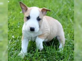 Miniatuer Bullterrier Welpen