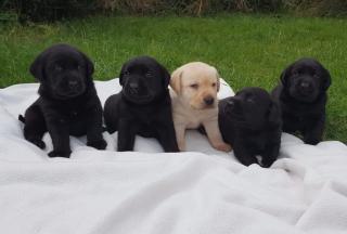 Labrador Welpen abzugeben geschippt EU-Pass geimpft.