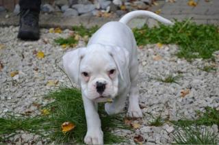 Bildschöne Boxer Welpen