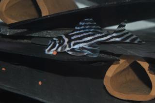 L46 Hypancistrus Zebra mehr verfügbar zum Verkauf