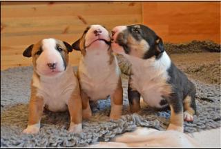 Miniatur Bullterrier Welpen mit VDH Papieren