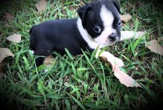 Wunderschöne Boston Terrier Welpen