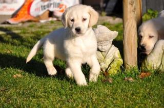 Labrador Retriever Welpen zu verkaufen