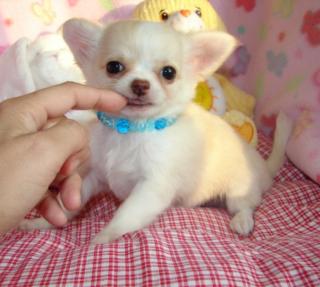 Chihuahua Creme/Weiß Langhaar