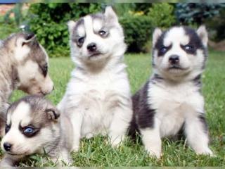 Reinrassige Siberian Husky Welpen mit ahnentafel