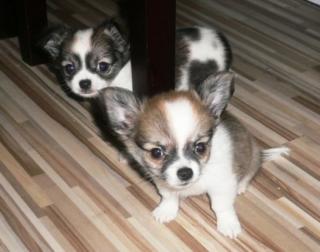 100 Reinrassige Chihuahua Welpen