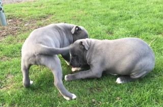 American Bully Welpen Abgabebereit Hündinnen und Rüden
