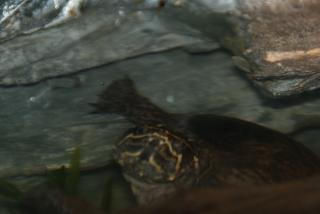 Moschusschildkröten Wasserschildkröte