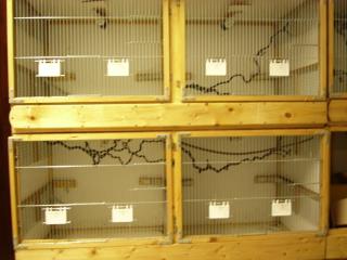 Vogelzuchtkäfige, wunderschön, fast neuwertig, Eigenbau