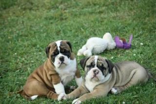 Reinrassige Englische Bulldogge Welpen mit Stammbaum