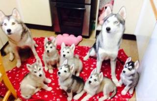 Unsere Siberian Husky Welpen sind da