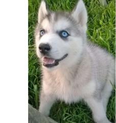 Siberian Husky Welpen mit FCI/VDH Papieren