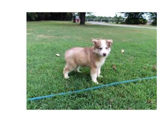 Siberian Husky Welpen.
