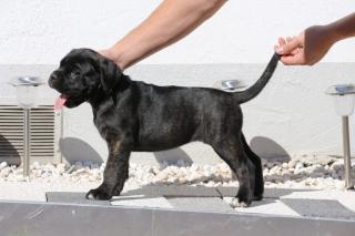 Wunderschöne Cane Corso Welpen, grau/blau und schwarz