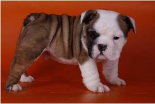 ENGLISCHE Bulldogge Welpen mit papieren
