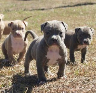 Pitbull Blue line welpen 13 Wochen abgabebereit