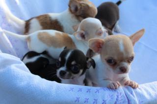 Wunderschöne Chihuahua Welpen, kurzhaar und langhaar