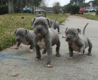 American Bully Welpen mit Ahnentafel