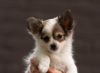 Bildhübsche Chihuahua Welpen in Kurzhaar