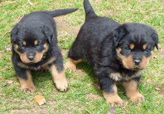 Rottweiler welpen